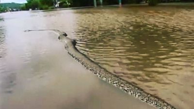 بالفيديو .. ثعبان ضخم يثير حيرة الأستراليين عبر فيس بوك