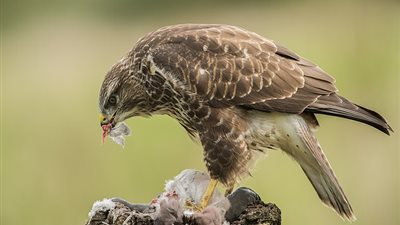 مواجهة غريبة بين دبور وصقر (صور)