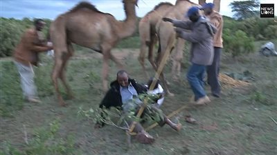 لحظة إسقاط جمل لمذيع ومساعده أرضا (فيديو وصور)