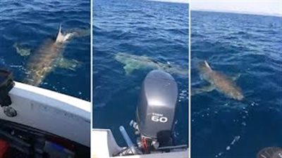 بالفيديو والصور.. «قرش» يهاجم قارب صيد جنوب أستراليا