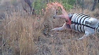 بالفيديو والصور.. لحظة انفجار حمار وحشي ميت في وجه فهد