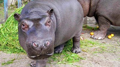 أول ضحايا شم النسيم.. نفوق أنثى سيد قشطة بحديقة حيوان الفيوم بعد شجار عنيف بين 8 إناث.. والزراعة: 50 «سيد قشطة» في حدائق الحيوان وسهل تعويض النافق من «الولدات» الجديدة