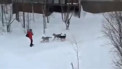 عجوز ينقذ فتاة هاجمتها كلاب ضالة (فيديو)