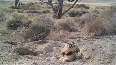 بالفيديو والصور.. لقطات نادرة لغرير يدفن بقرة