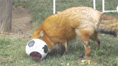 بالفيديو.. الثعلب 