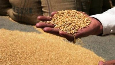 الزراعة: نستهدف زراعة 3.2 ملايين طن قمح والمصاطب توفر 40% من التقاوي
