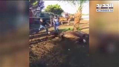 رجل يعتدي بالضرب على حصان يثير غضب اللبنانيين (فيديو)