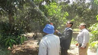 «زراعة الإسماعيلية» تبحث كيفية القضاء على العفن الهبابي بحقول المانجو