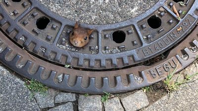 رجال إنقاذ يساعدون سنجابا حشر رأسه في غطاء بالوعة