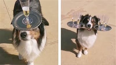 كلب خبير في حمل الأكواب يعمل جرسون بمطعم إيطالي