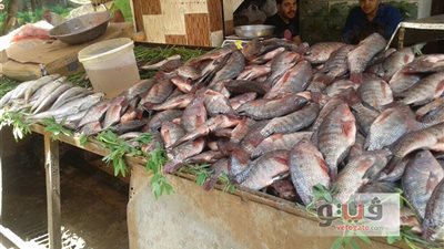 تراجع أسعار الأسماك واستقرار اللحوم