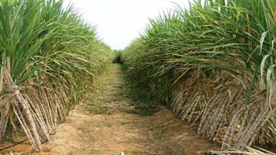 عرنوت: توريد 7 ملايين طن من قصب السكر إلى مصانع التموين