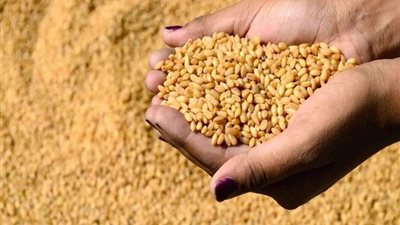 «التموين» تستورد 360 ألف طن قمح من فرنسا ورومانيا