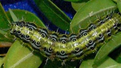 الزراعة تنفذ ندوة موسعة حول مخطار دودة الحشد الخريفي بالوادي الجديد