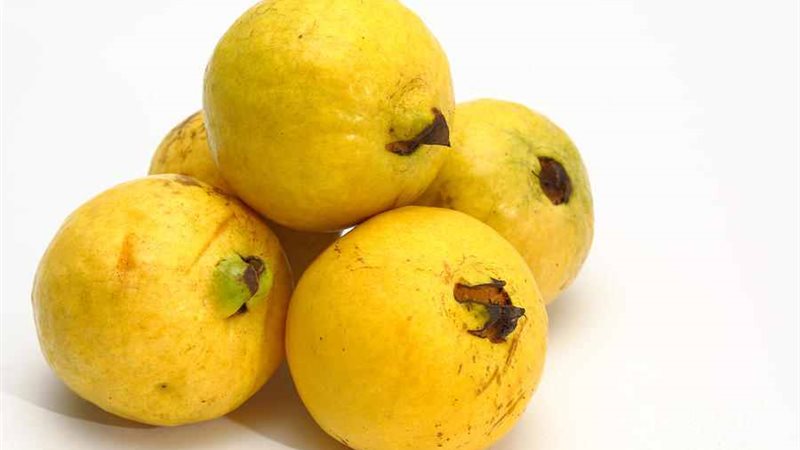 جوافة