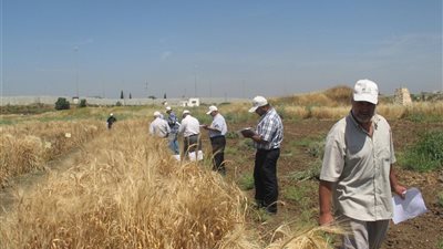مافيا تسويق «الأرز والقمح» تفرم الفلاحين تحت بصر الحكومة.. 2000 جنيه مكسب التجار لطن الأرز من عرق الغلابة.. مأزق مزارعي القمح في التوريد فتح الباب للسماسرة.. والمسئولون يعيشون في جلباب مبارك