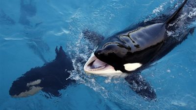 أول حوت قاتل في التاريخ قادر على الكلام (فيديو وصور)