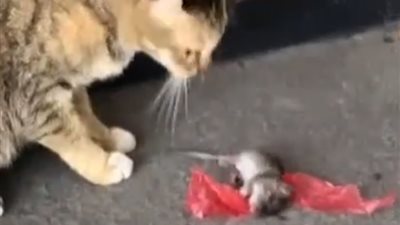 فأر يخدع قط بحيلة «اعمل نفسك ميت» (فيديو)