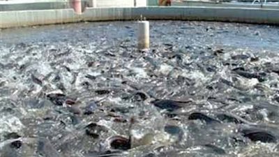 «علوم البحار»: لدينا مزرعة أنتجت 70 طن أسماك وبأسعار مخفضة