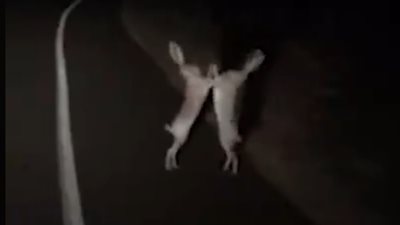 مشاجرة طريفة بين أرنبين على الطريق (فيديو)