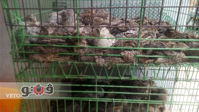 بالفيديو.. استقرار أسعار الدواجن بسوق الدقي