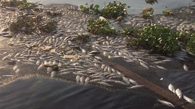 بالصور.. «البيئة» تتابع إزالة الأقفاص السمكية ببسيون