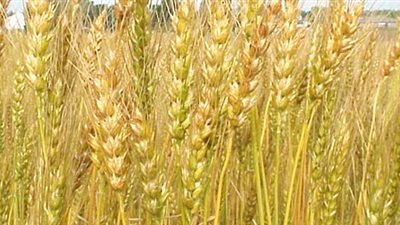 استعدادات لزراعة 130 ألف فدان قمح بـ