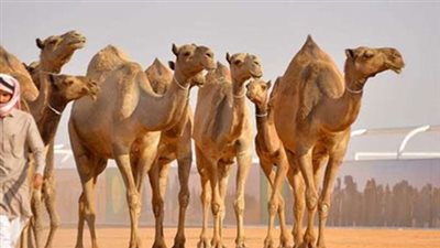 الإفراج عن شحنة 4110 رأس إبل قادمة من السودان إلى أسوان