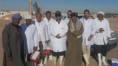 تحصين 1706 رءوس ماشية خلال يومين في الوادي الجديد