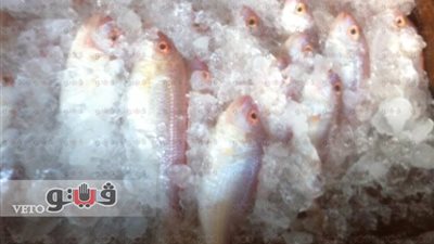 السعودية كلمة السر في ارتفاع أسعار الأسماك بالبحر الأحمر «تقرير»