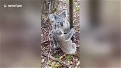 بالفيديو والصور.. كوالا تنقذ طفلها العالق بالأسلاك الشائكة