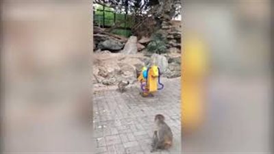 قردة تعاقب صغيرها بمنعه من استخدام أرجوحة (فيديو)