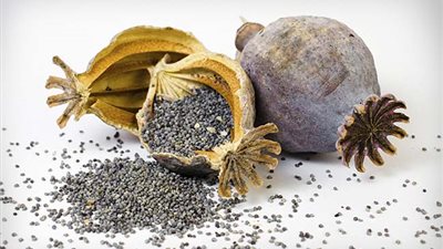 التحقيق بواقعة اكتشاف بذور خشخاش داخل شحنة قمح وصلت ميناء سفاجا