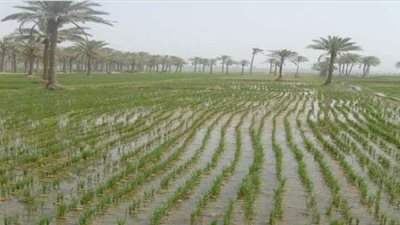 العراق يحظر زراعة 8 محاصيل صيفية بسبب أزمة المياه