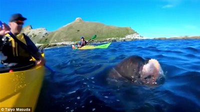 كلب بحر يلقي أخطبوطا بوجه راكب قارب (فيديو وصور)