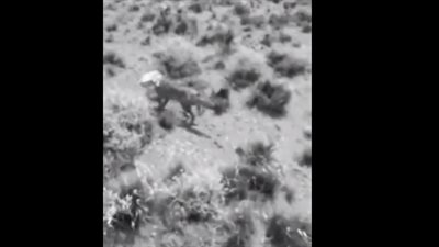 سائق ينقذ ثعلبا من مأزق (فيديو)