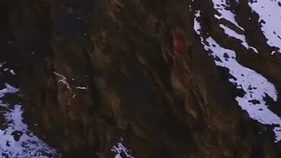 نمر يمسك بفريسته أثناء سقوطه من ارتفاع شاهق (فيديو وصور)