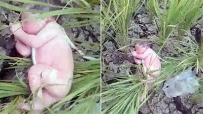 العثور على طفلة حديثة الولادة في حقل أرز (فيديو)