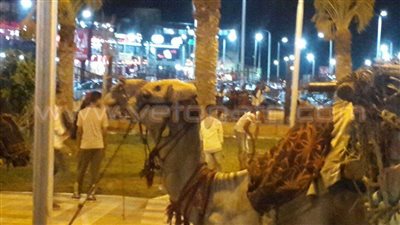 شرطة المرافق ببورسعيد تتحفظ على 25 حصانا وجملا في العيد