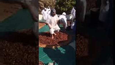 بالفيديو.. طريقة مقززة لعجن التمر تثير استياء السعوديين