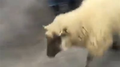 خروف يهرب من حديقة حيوان ويهاجم الزوار (فيديو وصور)