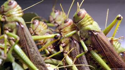 نداءات التزاوج عبر 