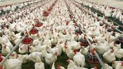 مربو الدواجن: سماسرة يشترون العنابر المريضة ويبيعونها بأسعار الطازج