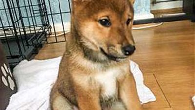 كلب يسحر الكثيرين بابتسامته (صور)