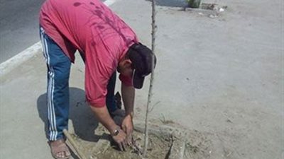 بالصور.. تجميل كورنيش التبين بأشجار «ألكاسيا والجيلوكا المزهرة»