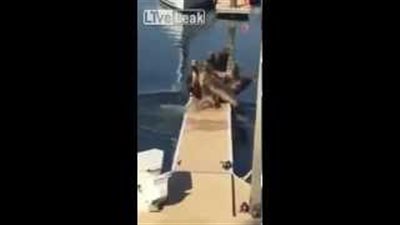 بالفيديو.. كلب يقهر 8 أسود بحر ويجبرهم على الفرار