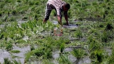 «ري الدقهلية»: تطهير الترع والمجاري المائية في موسم الأرز (صور)