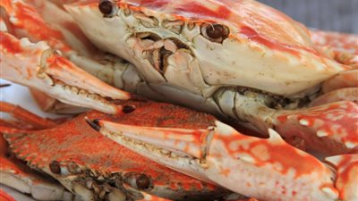 «الكابوريا» تسجل 38 جنيها بسوق الجملة