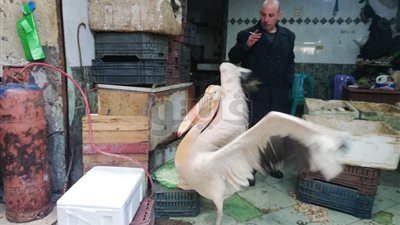 قصة البجعة «سميرة».. ملكة سوق السمك بالعريش (فيديو وصور)