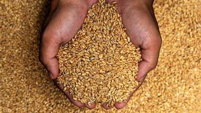 تأجيل استمرار تنفيذ حكم منع استيراد قمح الإرجوت لـ24 أبريل